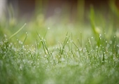 Substain-N®: The Game-Changer for Turf Health