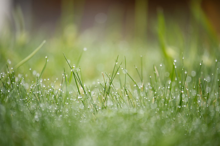 Substain-N®: The Game-Changer for Turf Health