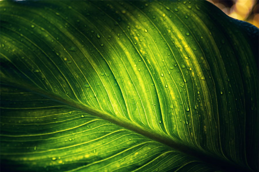 The Science Behind Foliar Triazone Nitrogen — How Substain-N® Delivers Sustained Nutrition