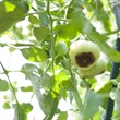The Versatility of Calcium Nitrate Solutions