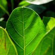 Magnesium and Chlorophyll