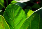 Magnesium and Chlorophyll