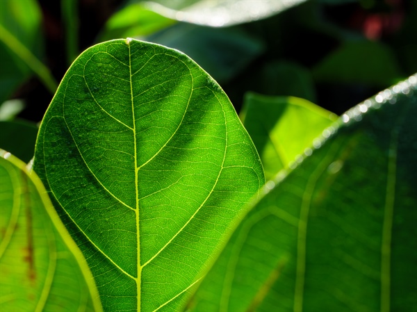 Magnesium and Chlorophyll