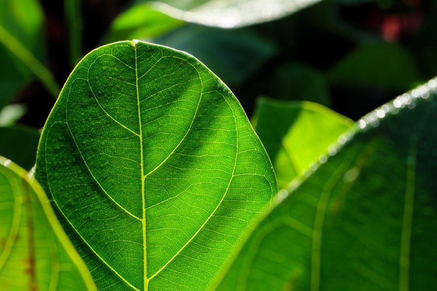 Magnesium and Chlorophyll